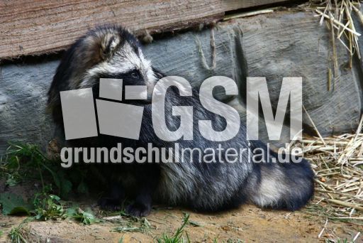 Waschbär-021.jpg